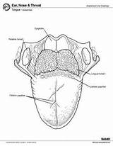 Tongue Anatomy Diagram Pathophysiologic sketch template
