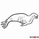 Leopard Seal Sea Animals Draw Drawing Fish Sketchok sketch template