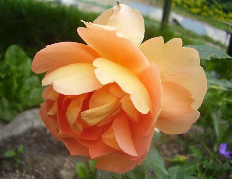 austin rose pat austin rosa english rose group flickr