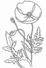 Poppy Coloring Pages Flower Poppies Remembrance Template Color Flowers Colouring Printable Drawing Anzac California Simple Kids Sheets Many Templates Print sketch template