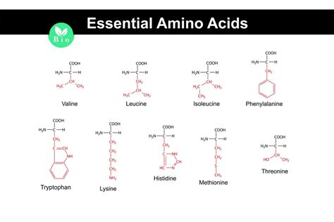 basic amino acid structures