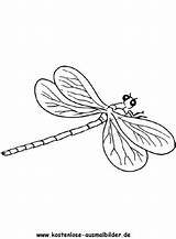 Libelle Insekten Ausmalbild Ausmalbilder Ausdrucken Ausmalen Malvorlagen Auszudrucken Klicke sketch template