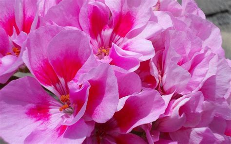 mooie roze bloemen achtergrond mooie leuke achtergronden voor je bureaublad pc laptop tablet