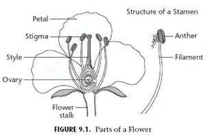 printable parts   flower diagram  kids parts   flower