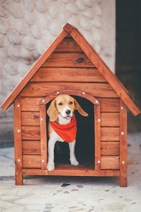 visual guide    build  dog house   simple steps pet ponder