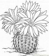 Flower Succulent Popular Cacti Barrel sketch template