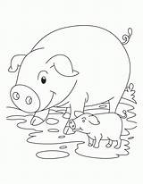 Coloring Pig Pages Pigs Mud Many Comments sketch template