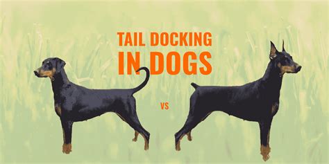 tail docking  dogs guide safety ethics faq