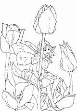 Elfen Elfjes Ausmalbilder Feen Ausmalen Elfje Tulipe Malvorlagen Malvorlage Tulipes Feeen Coloriages Lutin Fee Fairies Tulip Downloaden Een Zo Elfe sketch template