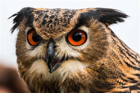 owls wild animals news facts  world animal foundation