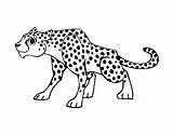 Cheetah Coloring Animals Sassy Coloringcrew Pages sketch template