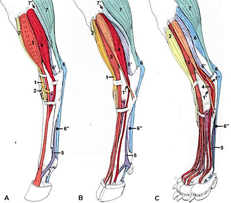 part  distal pelvic limb dissection lab guide  ungulate anatomy