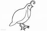 Quail Adults sketch template