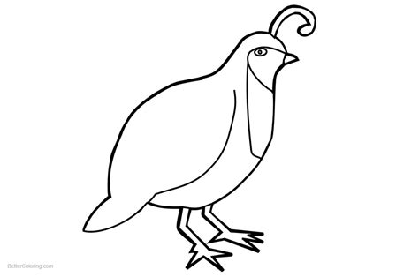 quail coloring pages  printable coloring pages