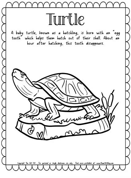 turtle coloring page  homeschool deals