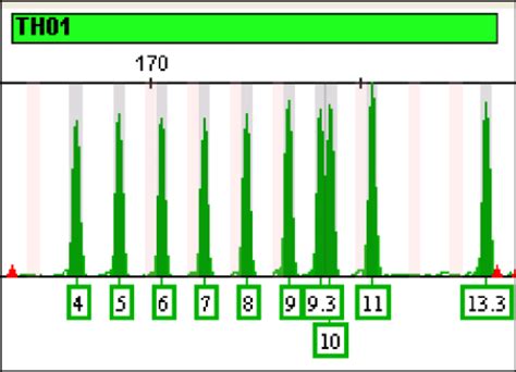 1 An Electropherogram Illustrating Ampfℓstr Identifiler 16 Allelic