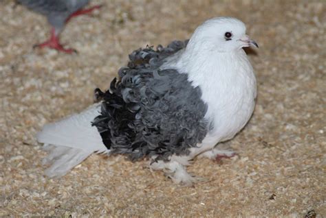 bizarre fancy pigeon breeds