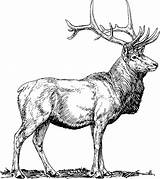 Wapiti Elk sketch template