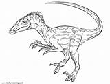 Coloring Jurassic Pages Velociraptor Fallen Kingdom Draw Printable Kids Color Print sketch template