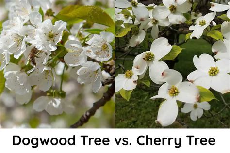 dogwood tree  cherry tree    differences plantglossary