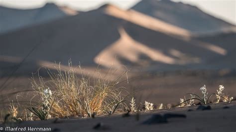 die wueste blueht foto bild landschaft wueste sahara bilder auf