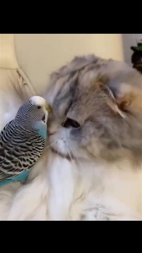 cat  parrot reactions  news page video