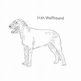 Irish Wolfhound Drawing Dog Dogbreedslist Breeds List Dane Great Tall Wolfhounds sketch template