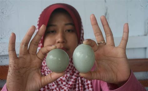 Kebutuhan Telur Bebek Nasional Michio Raditya