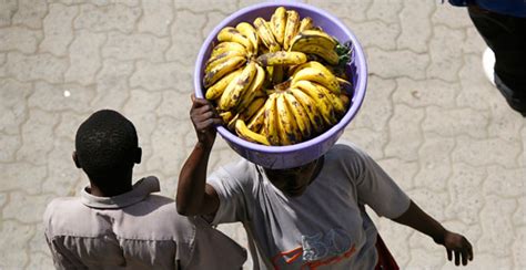 crop disease in africa where bananas are a staple two diseases are