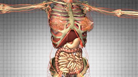 human body anatomy side view anatomy muscles human body physiology