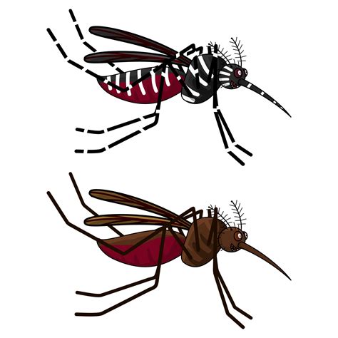 aedes  anofeles mosquitos  png