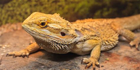 bearded dragon care center galapagos reptile gear