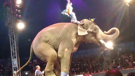 universal circus elephants youtube