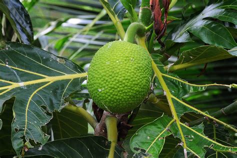 breadfruit penang tropical fruit farm