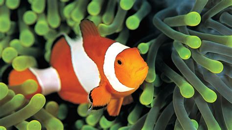 wallpaper clownfish underwater  diving sites animals
