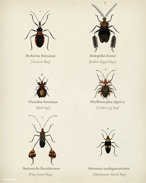 public domain  types  bugs illustrated  charles