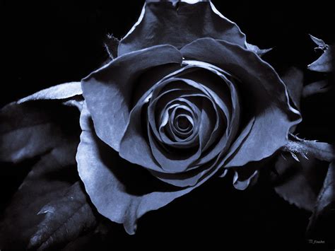 Black Blue Rose Photograph By Yvon Van Der Wijk