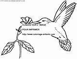 Coloring Birds Pages Book sketch template