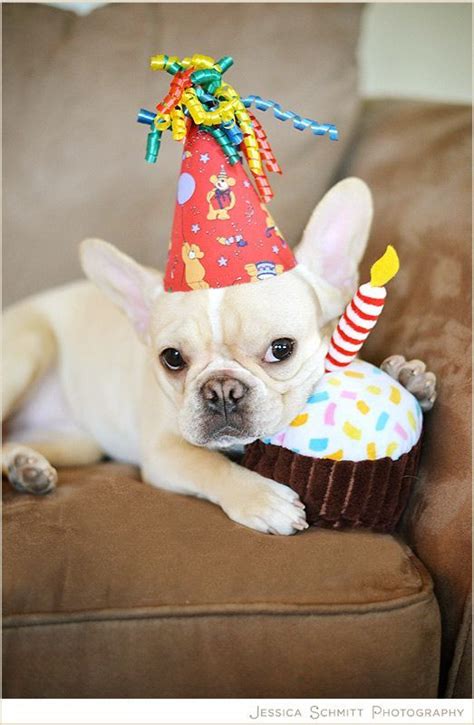cute french bulldogs   happy birthday dog dog birthday