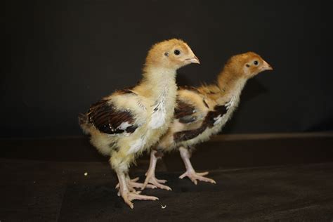 speckled sussex   weeks chicken breeds breeds chickens