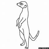 Coloring Meerkat Pages Colouring Color Drawing Line Kids Visit Choose Board sketch template