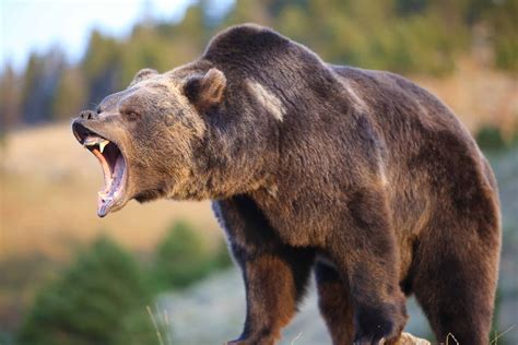 grizzly bears  extinct  oregon az animals