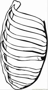 Coloring Ribs sketch template