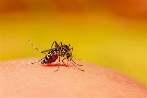 dengue mata