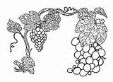 Grape Vine Grapes Grapevine Thrives Leaf Sketch sketch template