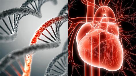 can you overcome your genetic risk of heart disease everyday health