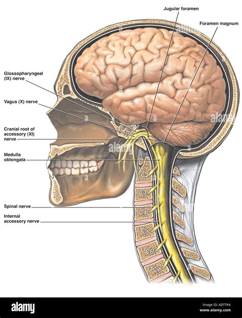cranial nerves anatomy