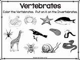 Vertebrates Invertebrates sketch template