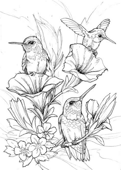 top  ideas  adult coloring pages birds home family style