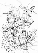 Coloring Birds Pages Adult sketch template